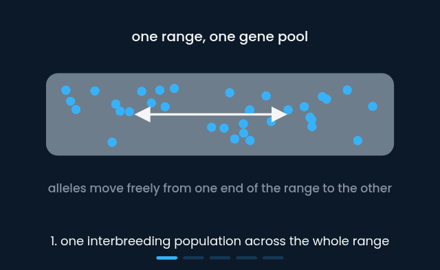 Allopatric speciation, from one population through a barrier to two species