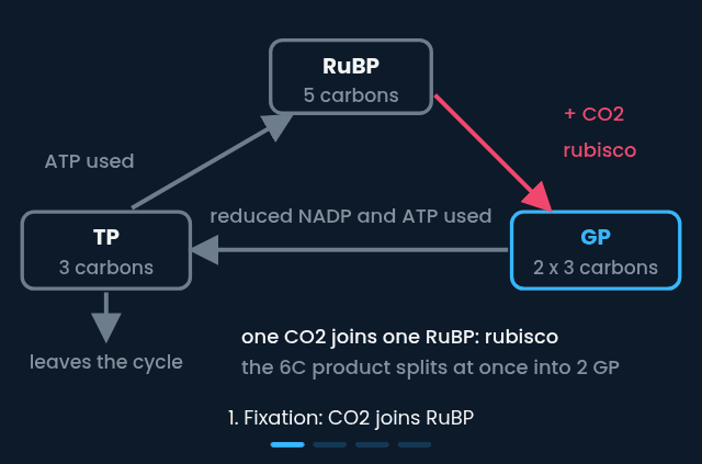 The Calvin cycle turning through RuBP, GP and TP