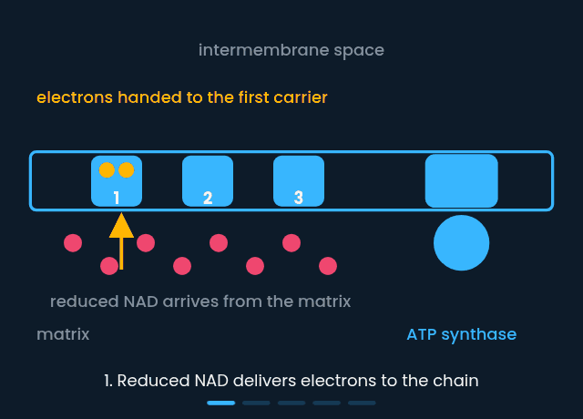 Chemiosmosis across the inner mitochondrial membrane