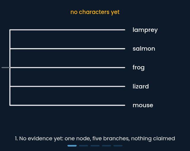 A cladogram of five animals built up one shared character at a time