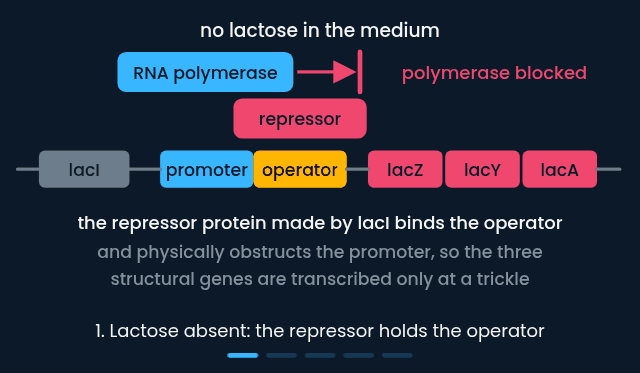 The lac operon switching on and off as lactose comes and goes