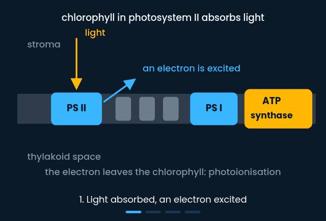 The light-dependent reactions across the thylakoid membrane