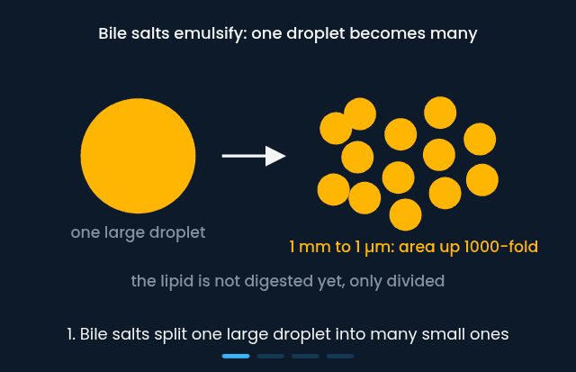 Lipid digestion and absorption, from emulsification to chylomicron