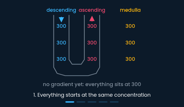 The loop of Henle building its medullary concentration gradient