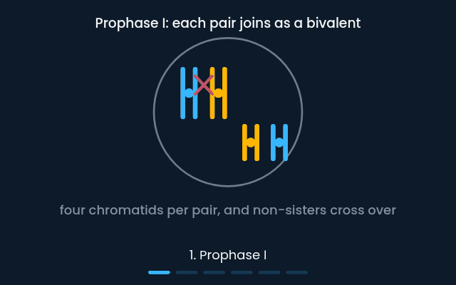 Meiosis through its six stages, with crossing over and independent assortment