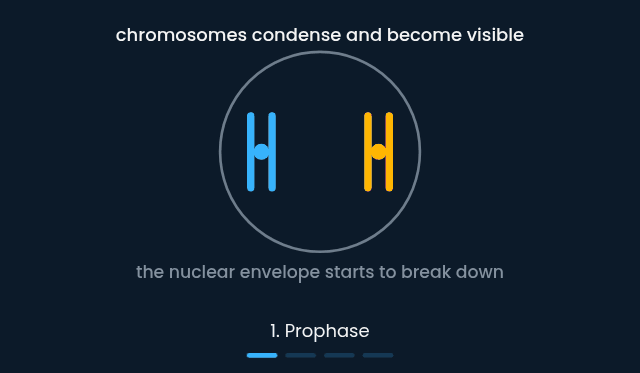 Mitosis through its four stages, from prophase to telophase