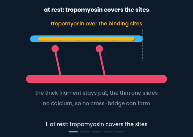 The myosin head cycle sliding the thin filament past the thick
