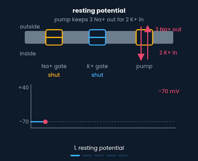 One action potential in five stages, with the gates that make each phase