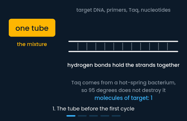 One cycle of the polymerase chain reaction, with the temperature of each step