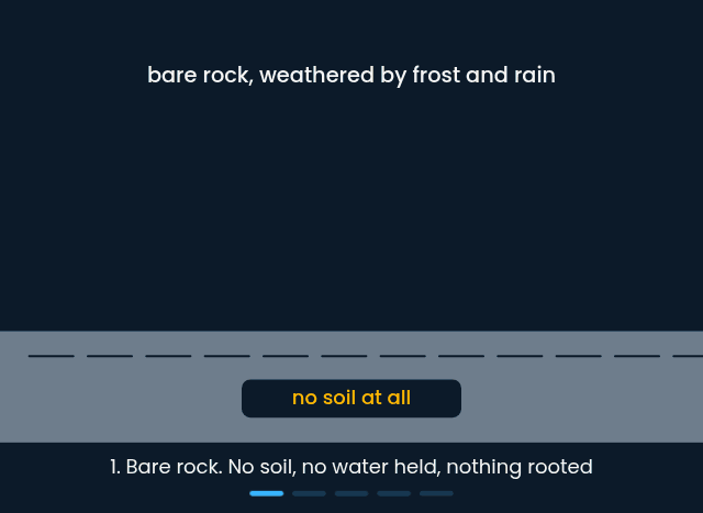 Primary succession on bare rock, from lichens to woodland