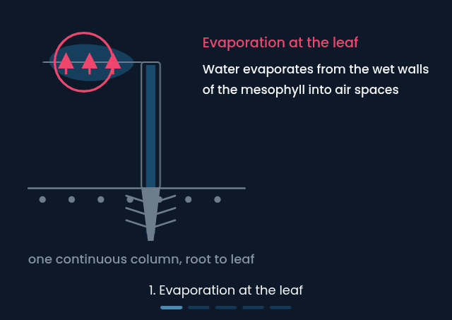 The transpiration stream, link by link from leaf to root
